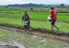 Dukung Swasembada Pangan, Serda Munawar Bantu Pemupukan Benih Padi