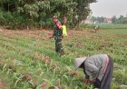 Tingkatkan Produktivitas Jagung, Babinsa Winong Ajak Petani Kendalikan Hama Sejak Dini