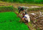 Serda Suharyanto Laksanakan Komsos Dengan Petani, Pantau Perkembangan Benih Padi