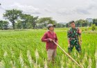 Dukung Ketahanan Pangan Nasional, Serda Sony Dampingi Petani Laksanakan Matun Padi