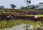 Kopda Bangkit Dampingi Petani Matun Padi, Dukung Ketahanan Pangan Nasional