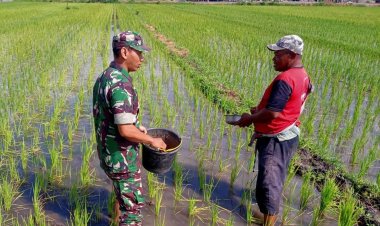Serma Rony Dampingi Petani Tebar Pupuk Demi Sukseskan Ketahanan Pangan Nasional